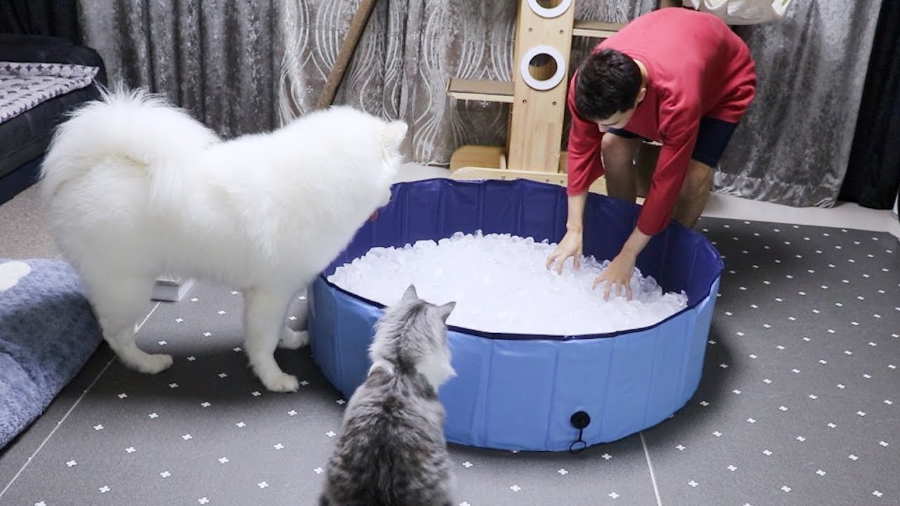 can samoyed really stand the cold?